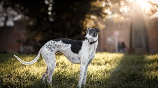 How to Play with Your Whippet: The Best Toys for an Athletic Dog