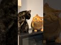 Cute cats #cat #adorably #adoreble #kitten #kitty #cutecat #cute
