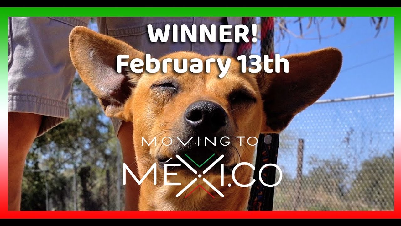 How Do You Bring A Dog Home From Mexico