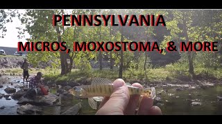 Pennsylvania Part 2: Micros, Moxostoma, & More!
