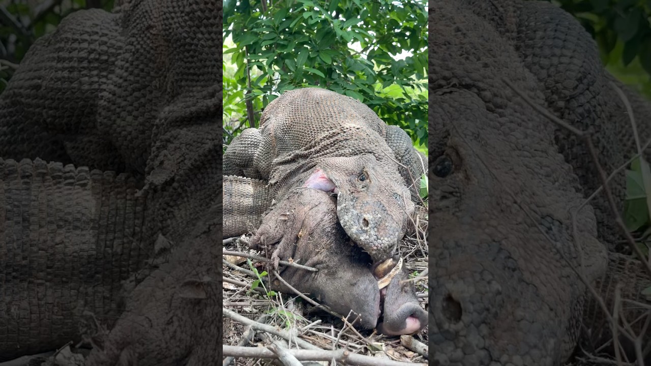 😱Oh my gosh❗️Witness a very crazy event in the wild🔥🥶