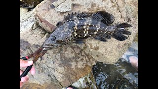 Catching my first rock cod