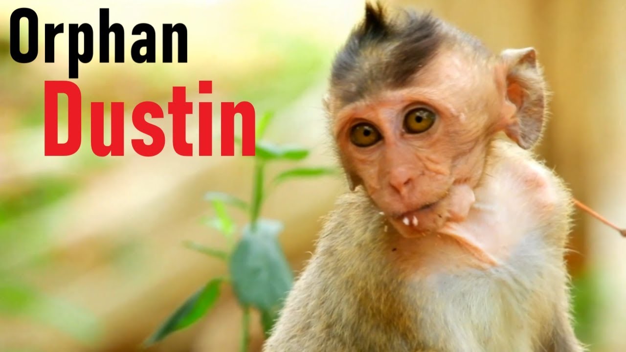 Orphan Baby Monkey Dustin Always Alone And Looking For Food By Himself, Really Pity Orphan Dustin