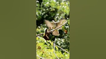 Mikat burung trucukan poin sempurna #birds #kolibri #trucukan #shorts