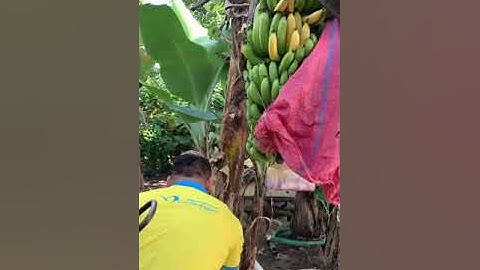 Buồng chuối chín trên cây