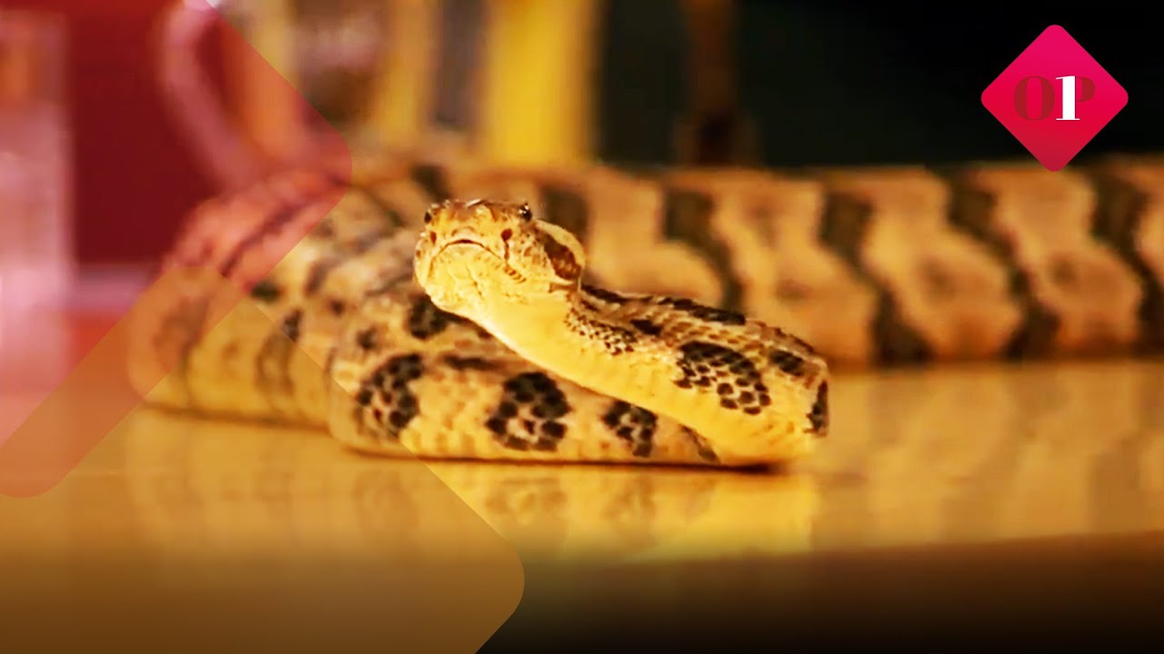 Freek Vonk en Mátyás Bittenbinder nemen een slang mee naar de studio! | Op1