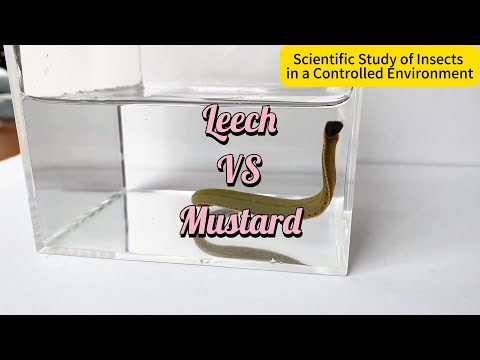 Leech vs Mustard: Incredible Reactions Unseen!