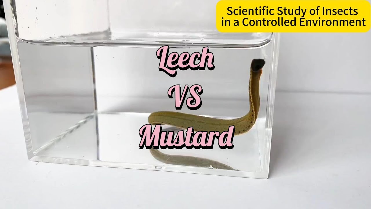 Leech vs Mustard: Incredible Reactions Unseen!