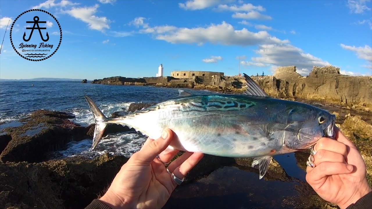 BACORETAS!! DesDe TIERRA - TARIFA
