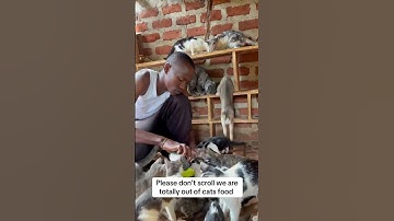 Please 🙏don’t scroll we are totally out of cats food (donation link in bio )#usa #america #kitten