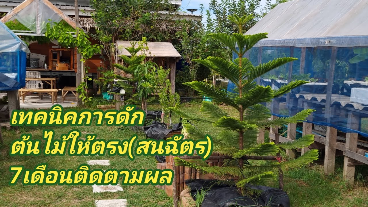 เทคนิคการดัดต้นไม้ให้ตรง(สนฉัตร)7เดือนผ่านไป | ดัดต้นไม้ทำสวน