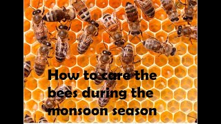 How To Care Honey Bee Hives in the monsoon season (And how to feed it).How to farm bee SERIES part 2
