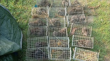 Thăm Bẫy Chuột Cống Nhum Tập 222(đặt lúa chín)#ccvlog