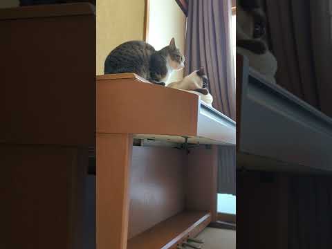 仲良し猫のお昼 - Good relationship - #Shorts