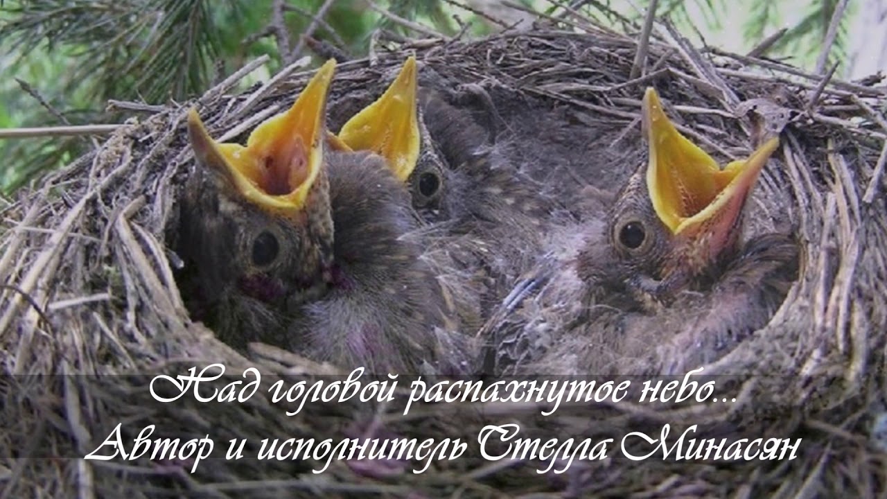 Типы гнездования птиц. Гнездо вьюрка. Птенцы в гнезде. Гнездовые птицы. Птенцы гнездовых птиц.