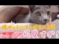 ドーム型の猫ベッドに入る姿が可愛すぎた【ロシアンブルー】