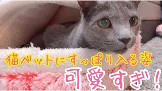 ドーム型の猫ベッドに入る姿が可愛すぎた【ロシアンブルー】