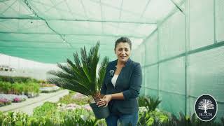 Cycas Eleganță Exotică Pentru Grădina Ta Bloom Garden