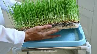 طريقة زراعة عشبة القمح بالتربة