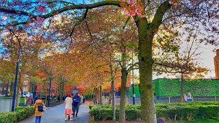 London Walk - Spring 2024 | Swiss Cottage To Hampstead Heath With Sakura Cherry Blossom | 4K HDR