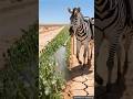 Zebras saved the pea crop by spraying insecticide 😭 #ai #tree #save #plants