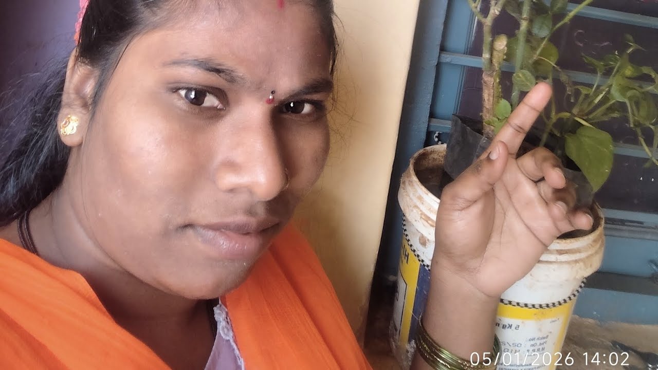 చిట్టి అయితే ఎండిపోతుంది నేను ఈరోజు ఏమేమి పనులు చేశాను