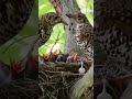 Bowerbird juvenile #shorts #short #shortvideo #cute #baby #bowerbird #birds #wildlife