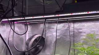 Quick And Easy Defoliation & Ending Week 2 Flower With @KindLEDGrowLights
