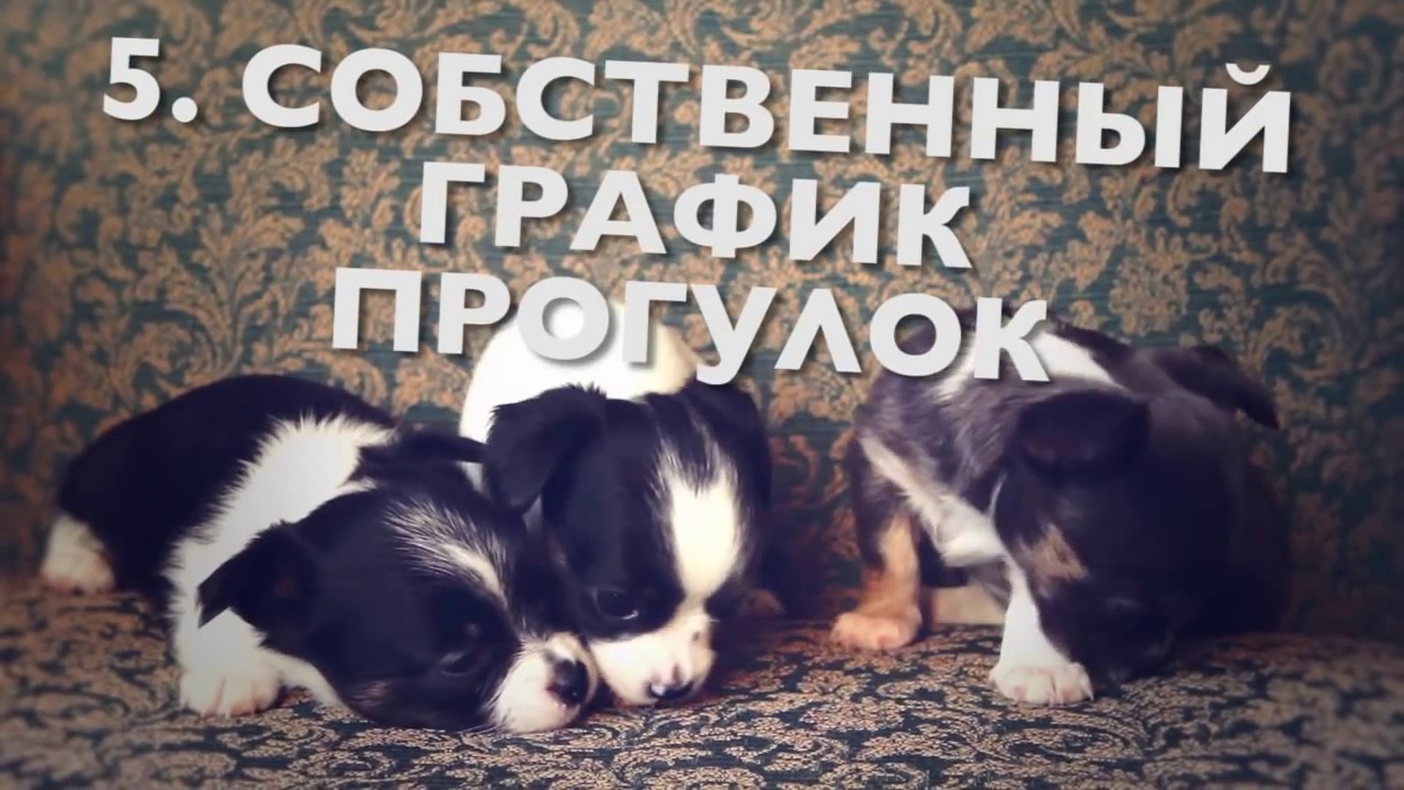 Как приучить щенка ходить на улицу, собаку к улице | Чихуахуа Софи