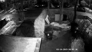 Professional Raccoon unlocks with ease the "Raccoon Resistant " green bin in Toronto