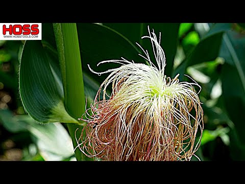 ভিডিও: কান ছাড়া ভুট্টা গাছ - ভুট্টা গাছের উৎপাদন না হওয়ার কারণ