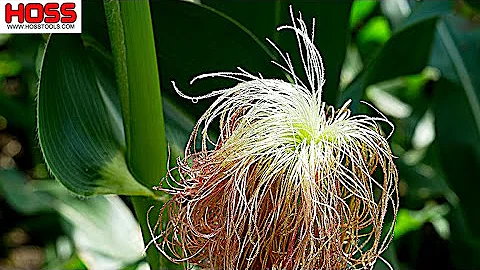 Why Are Your Corn Ears Not Full? -- THIS WILL HELP!