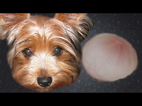 Видео: Опыт моей собаки с промежностной грыжей