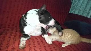 Iron Y Simba. Amstaff Y Gato. 8 Parte
