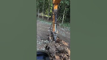 The most sincere way to uproot tree roots #shorts