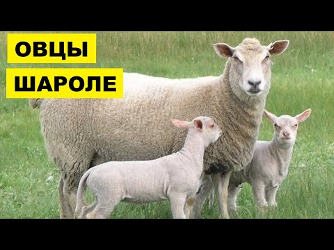Разведение овец породы Шароле как бизнес | Овцеводство | Овцы Шароле