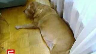 Hilfswerk Austria Fat Pet