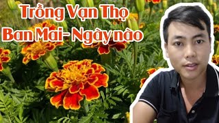 Vạn Thọ Ban Mai Gieo Ngày Nào - Huỳnh Thủy Tinh Vlog