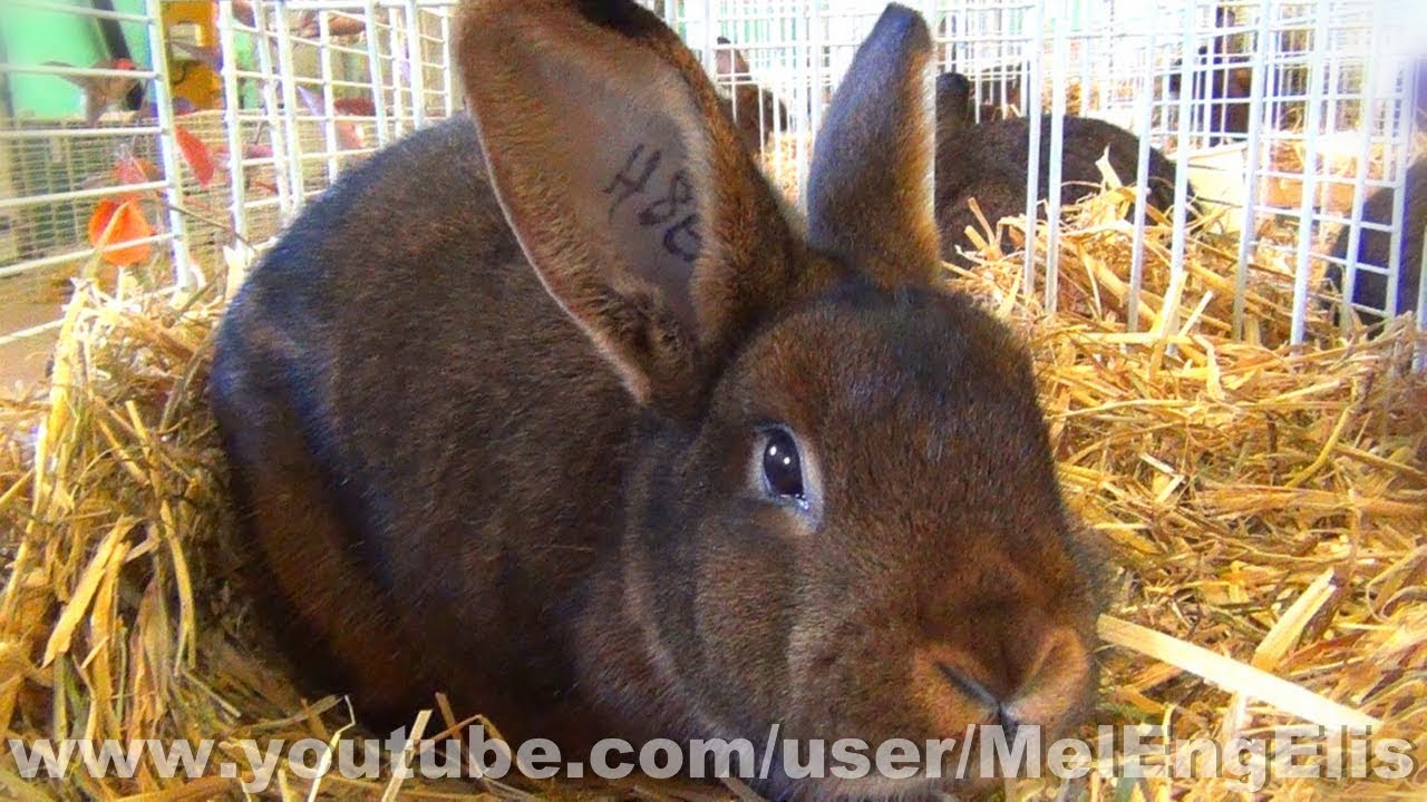 Lapin Deilenaar - Deilenaar Rabbit - Exposition Avicole de Neufchâtel ...