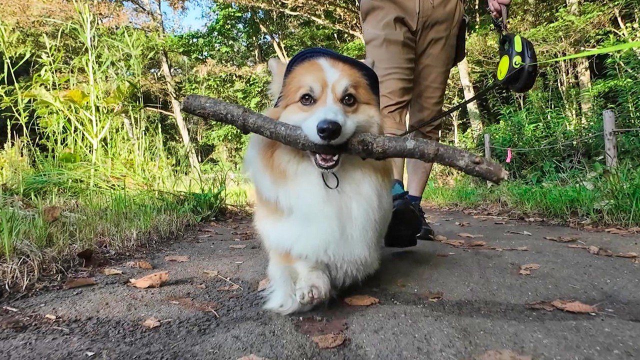 早朝5時半から犬と『木の枝』を探しに出かけた結果… - YouTube