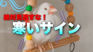 【冬の保温】気づいてる？文鳥が寒がっている仕草やサイン