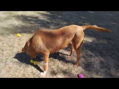 Dog's Easter Egg Hunt 04/09/23