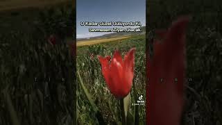 O Kadar Güzel Gülüyordu Ki,Sevmesem Ziyan Olacak.