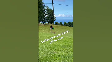 Most dedicated worker on da farm, our li’l Hazel 💖💪 #coffee #coffeefarm #hawaii