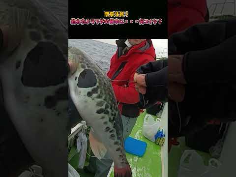 【閲覧注意】釣れたトラフグの背中に・・・何こいつ？ #釣り #寄生虫