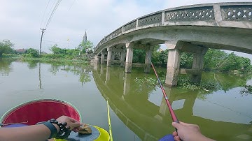 CÂU CÁ DIẾC SÔNG: Mồi Câu Cá Diếc