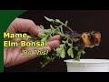 Starting ulmus mame bonsai using summer cuttings