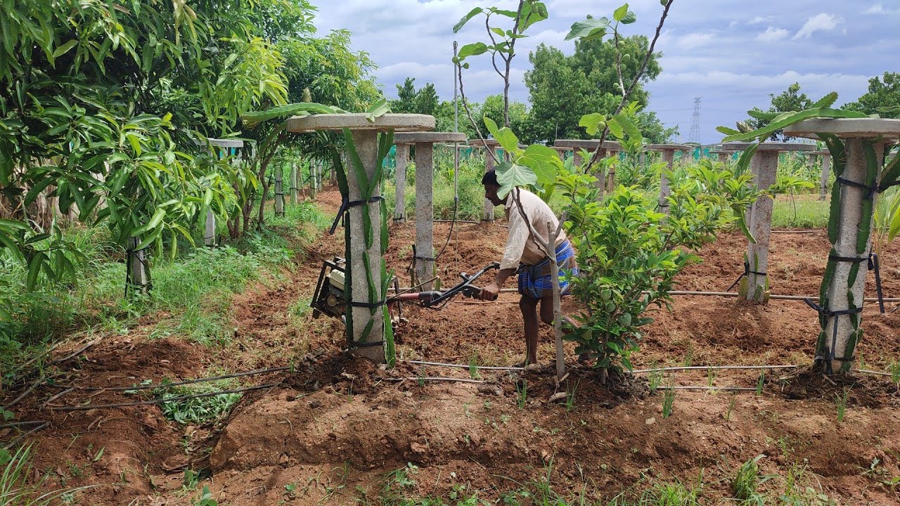 Best farming tips for farmers. YouTube