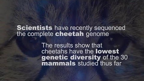 Cracking the Code: Cheetah genome | SciTech Now