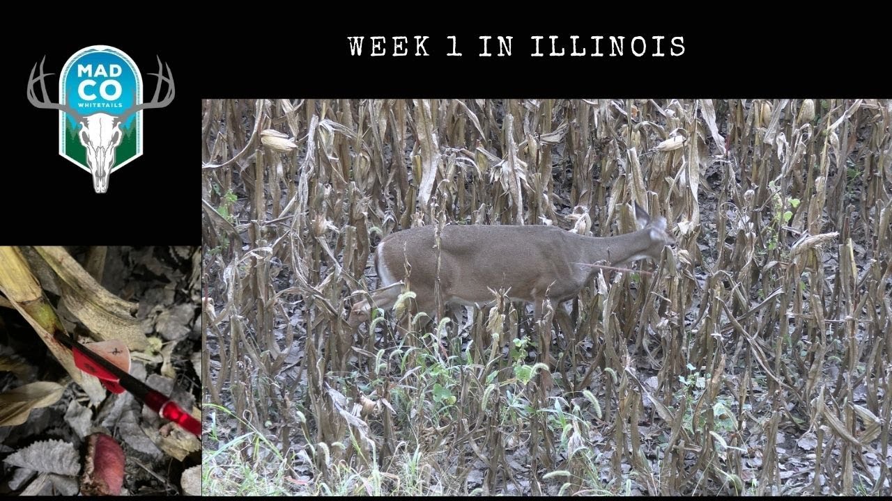 Week 1 Of Bow Season In Illinois SHOTS FIRED YouTube week-1-of-bow-season-in-illinois-shots-fired-youtube